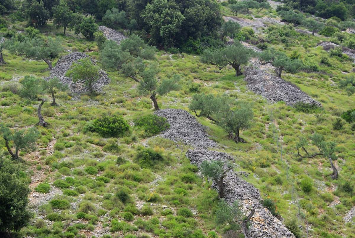 Der Naturlehrpfad Goldene Tropfen des Schatzes von Insel Krk